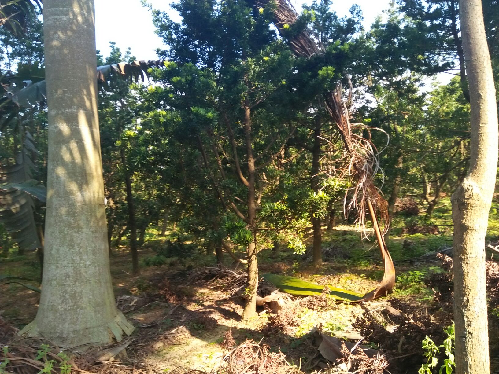 罗汉松枝条上喷施药剂的现场操作图