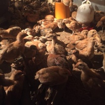 固始土鸡苗
