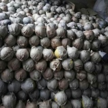 贡梨350~400g纸箱