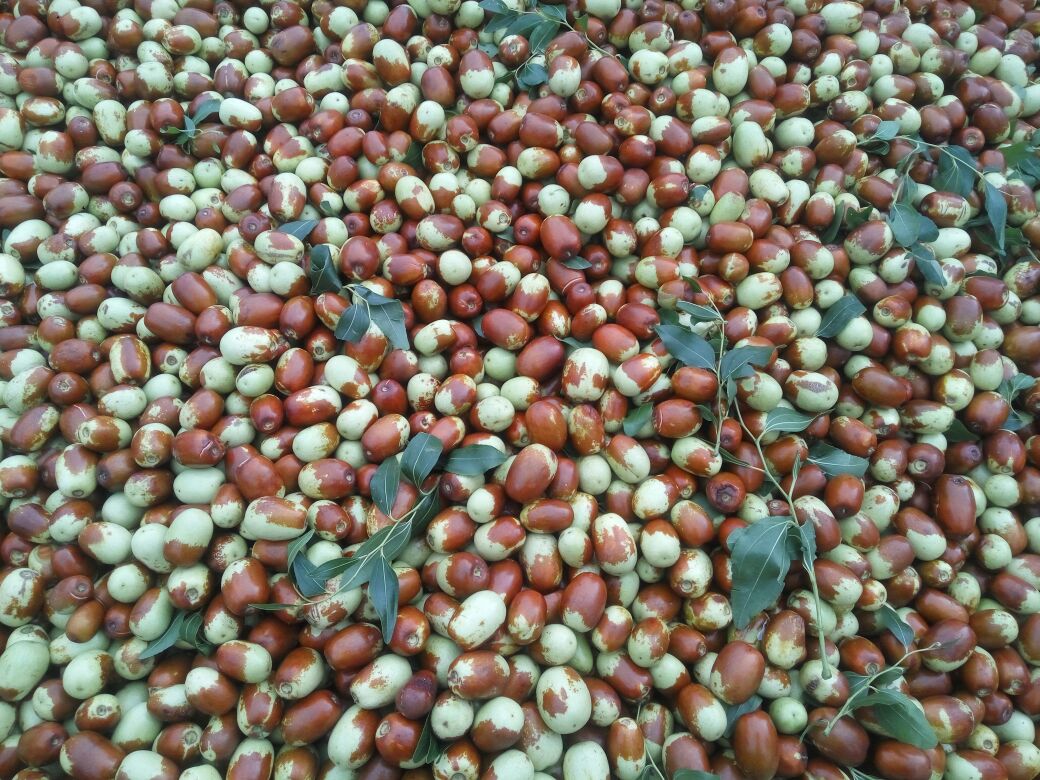 多位农民正在枣林中手工采摘成熟的骏枣,他们手持篮子,脸上洋溢着丰收的喜悦,地上铺着干净的布单用于接住落下的果实,周围是郁郁葱葱的枣树,空气中仿佛弥漫着果香,展现人与自然和谐共处的画面 骏枣丰收采摘场景图