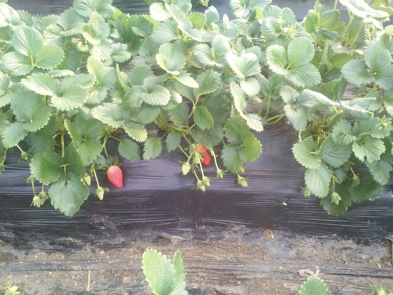 甜宝草莓种植基地航拍图