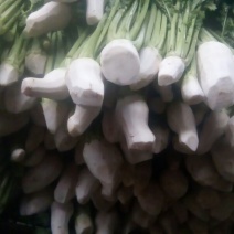 黄菜