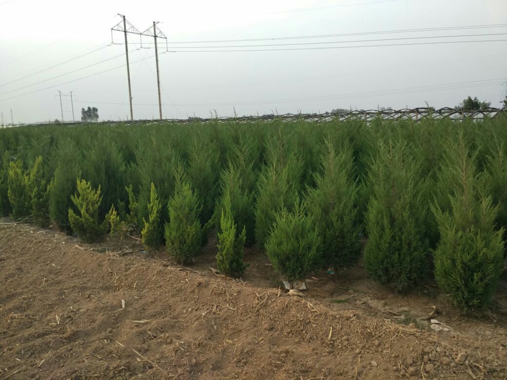 展示龙柏苗子在苗圃中的种植场景,整齐排列的幼苗,背景为蓝天和大棚设施 龙柏苗子种植基地