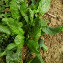 大叶菠菜15~20厘米
