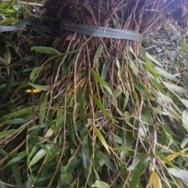 吊兰50~70cm
