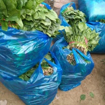 大叶菠菜20~25厘米