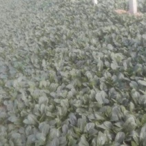越冬菠菜20~25厘米