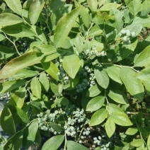 蓝莓8~10mm以上