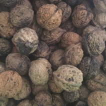 黑夹核桃30mm以上去皮干