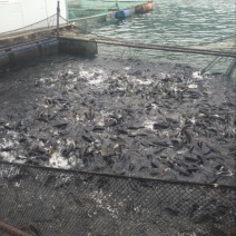 河鲤鱼