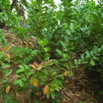 番石榴苗80~100cm