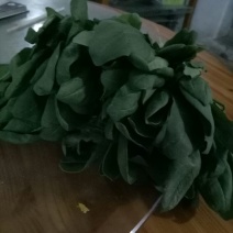 大叶菠菜15~20厘米