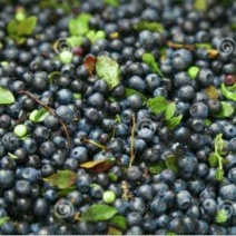 北陆蓝莓鲜果6~8mm以上
