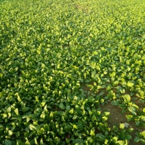 越冬菠菜20~25厘米
