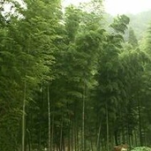 竹子6~7m