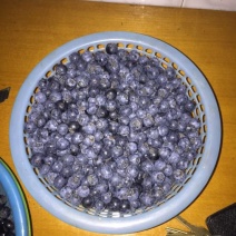 南高丛蓝莓