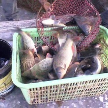 河鲤鱼0.5~1公斤食用