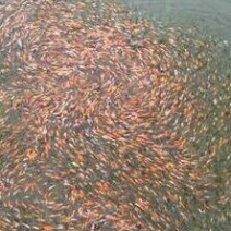 锦鲤
