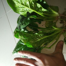 大叶菠菜10~15厘米