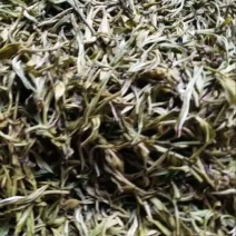 普洱绿茶