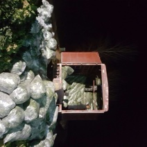 菠菜20~25厘米