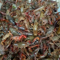 青虾虾苗16~20只/kg