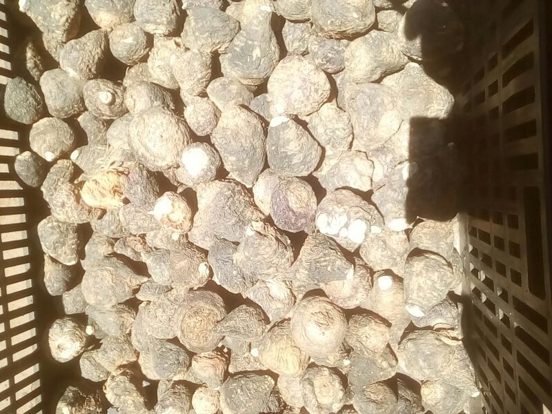 黑玛卡块根特写：表皮深紫黑色，表面具明显环状皱褶与须根残留，切面呈灰褐色带放射状纹理，质地致密如木质