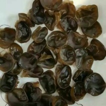 黑木耳特级