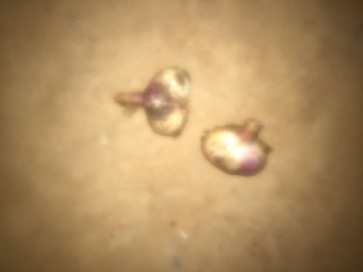 左侧为一盘色泽金黄的蒜苗炒蛋,右侧为红色三角形警示标志,中间用分隔线隔开,下方标注‘慎搭提示’字样,整体构图强调该菜肴虽常见但存在搭配隐患 蒜苗炒蛋与警示标识对比图