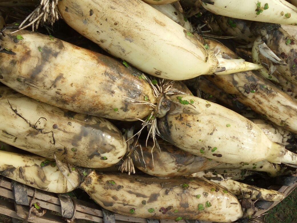 一个传统菜市场摊位上整齐码放着两种莲藕:左侧为表皮深褐、粗短的老七孔藕,右侧为表皮洁白、细长的九孔嫩藕;摊主正在向顾客介绍区别,背景可见‘本地鲜藕’字样招牌 菜市场摊位上摆放不同种类莲藕供顾客挑选