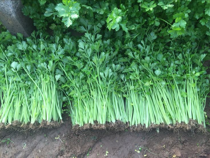 山芹与山竹对比图