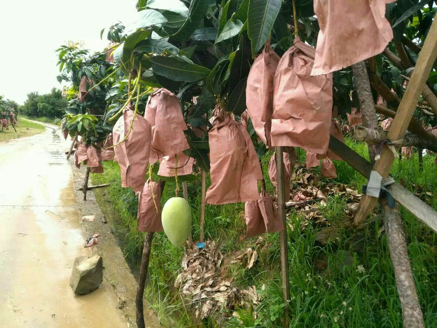 生物制剂喷洒示意图