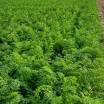 红皮萝卜0.2~1斤起
