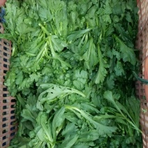 小叶茼蒿20~25cm