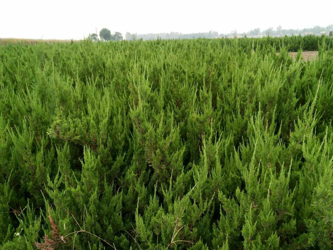 龙柏木材的纹理展示