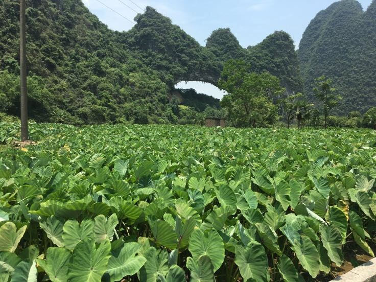 展示一个完整的荔浦香芋,表皮呈深褐色,形状为纺锤形,放置在自然光下 荔浦香芋外观图
