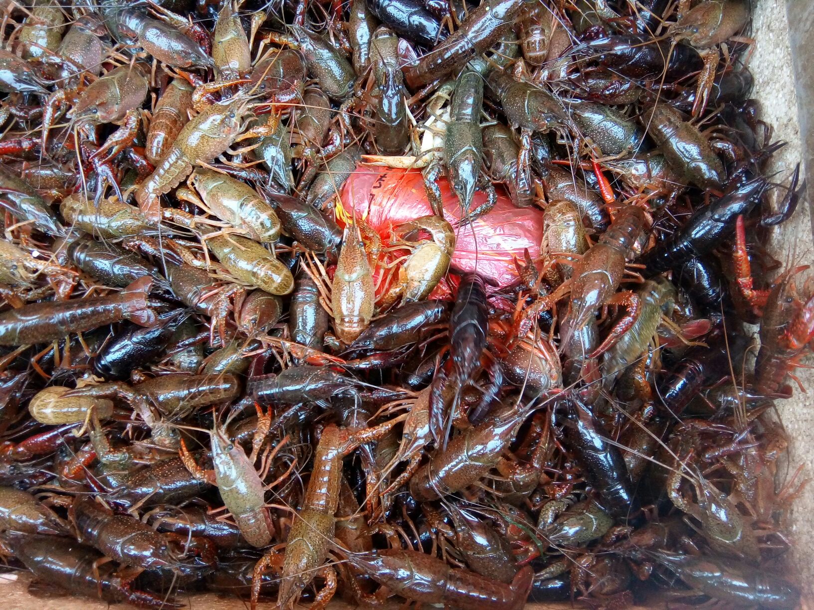 活虾供应