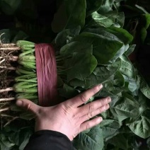 大叶菠菜10~15厘米