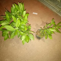 福禄考价格直立福绿考供应