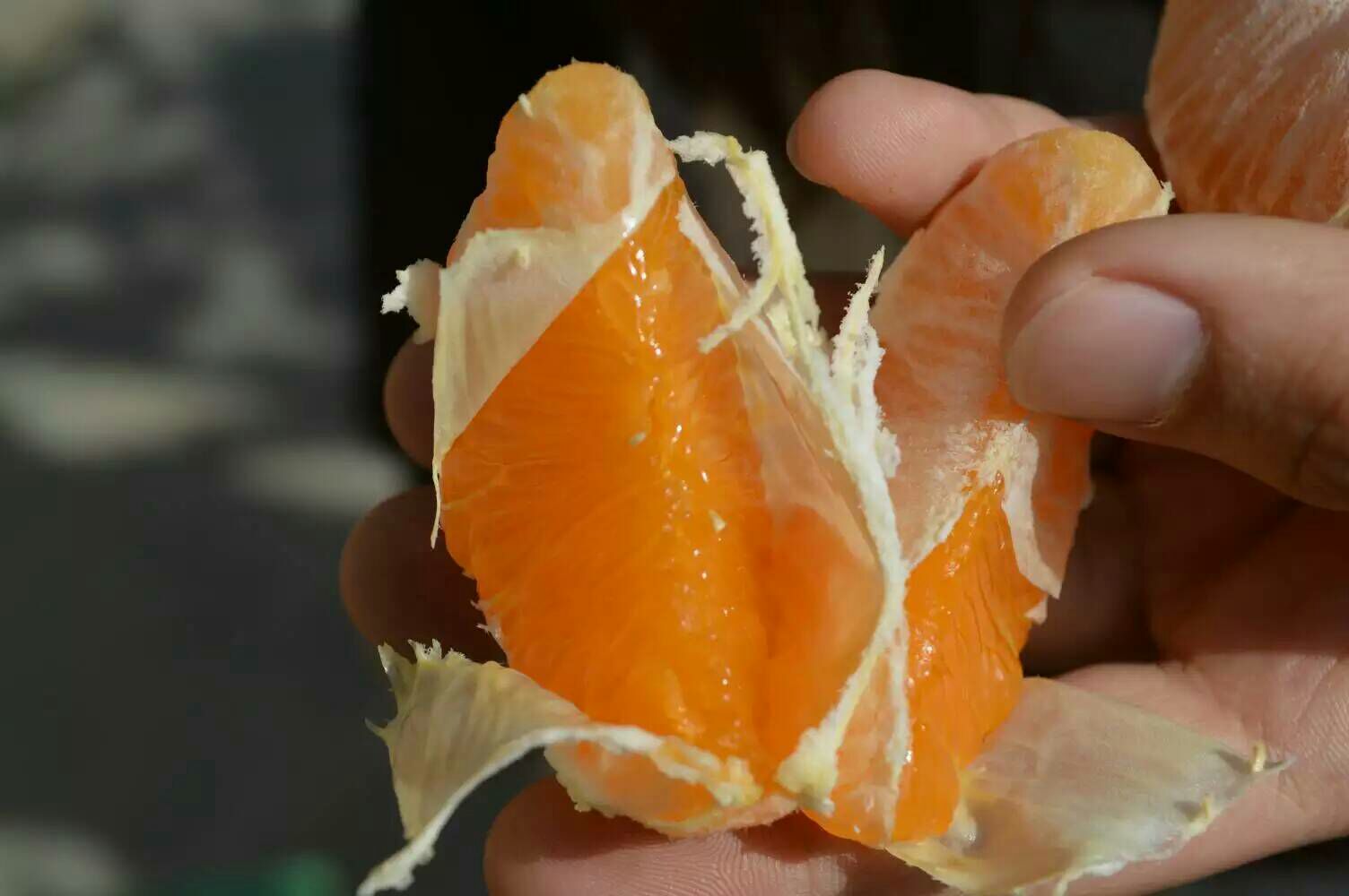 特写镜头展示沃柑剥皮过程,突出其皮薄易剥离的特点;画面清晰呈现外果皮油胞点分布及中果皮厚度,体现‘易剥不脏手’的产品优势 一位成年人正在轻松剥开一个沃柑,手指轻巧地分离果皮与果肉,果肉完整多汁,桌上放置已剥好的果瓣,旁边有放大镜聚焦在果皮断面展示其结构层次
