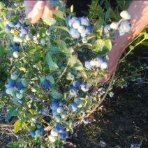 北陆蓝莓