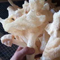 干竹荪一级