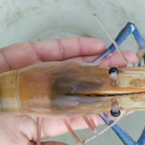 沼虾