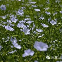 胡麻油