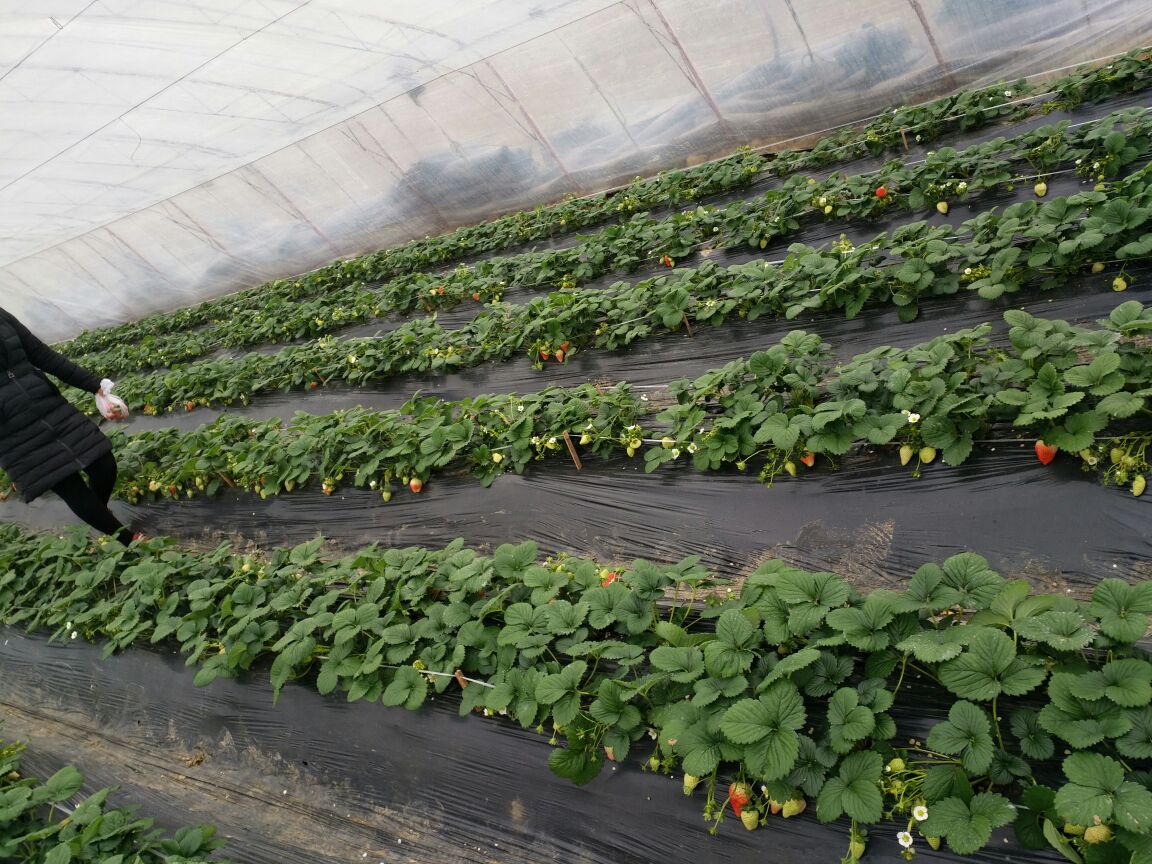 一位穿着浅色围裙的女性正在温室大棚内弯腰采摘甜宝草莓,周围是整齐排列的绿色植株,藤蔓上挂着红艳诱人的果实,阳光透过棚顶洒落,营造出温暖明亮的田园氛围 甜宝草莓采摘场景