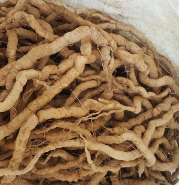 巴戟天精选新鲜巴戟天郁南巴戟