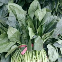 大叶菠菜