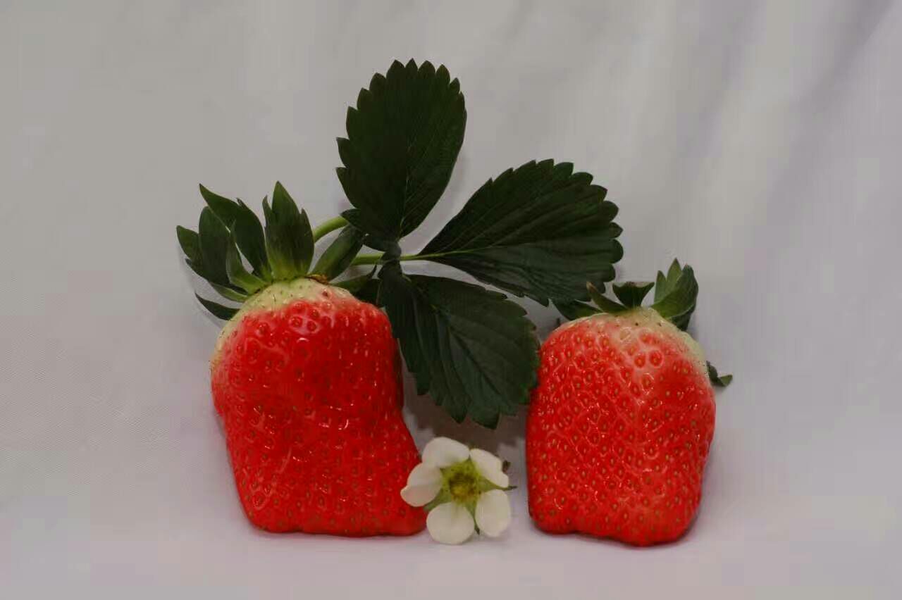 信息图表展示草莓、香蕉、苹果、西瓜、葡萄的GI值柱状图对比,草莓位于最左侧,标注GI=40,其他水果依次排列,背景为简洁白色,字体清晰易读 草莓与其他常见水果GI对比图示