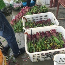 红菜苔