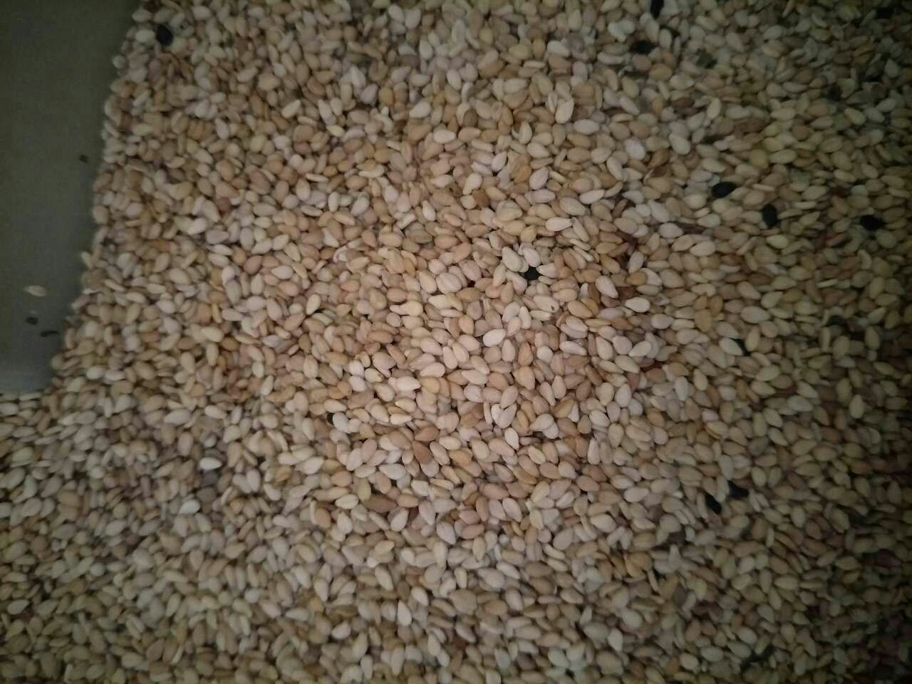 芝麻原料特写：饱满圆润的黑白芝麻混合堆叠在白色陶瓷盘中，表面微泛油光，背景虚化木质台面